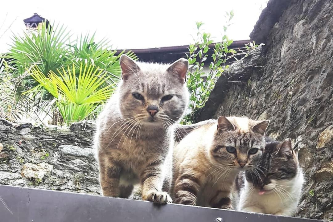 House Of Cats Appartement Domaso Buitenkant foto